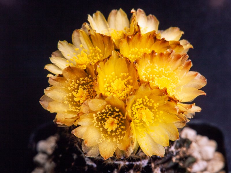 Copiapoa tenuissima 