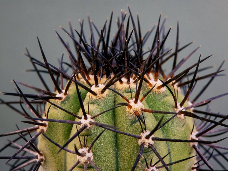 Copiapoa calderana 