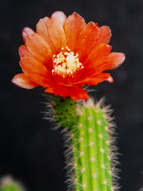 Corryocactus apiciflorus 