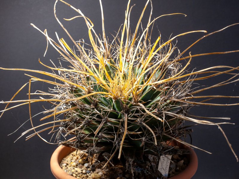 Leuchtenbergia principis 