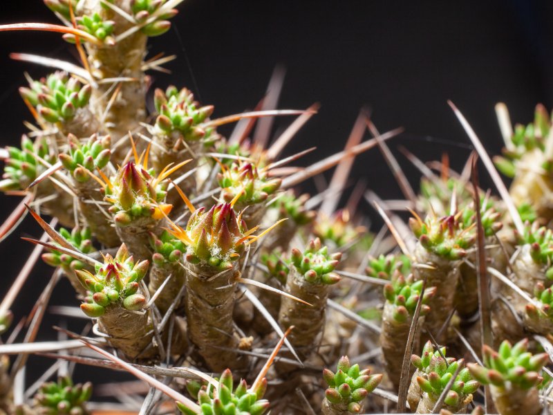 Maihuenia patagonica 