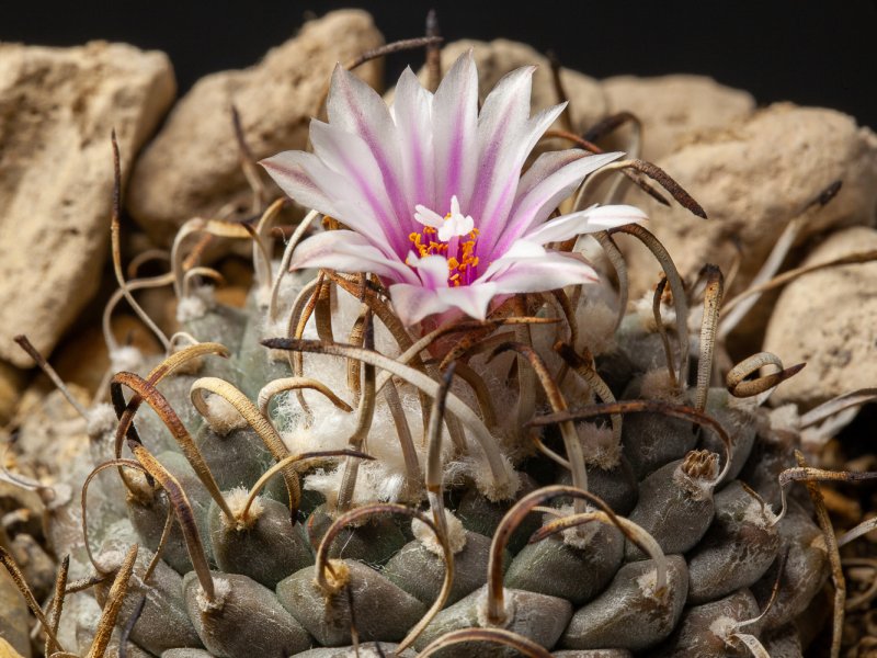 Turbinicarpus schmiedickeanus v. rubriflorus 