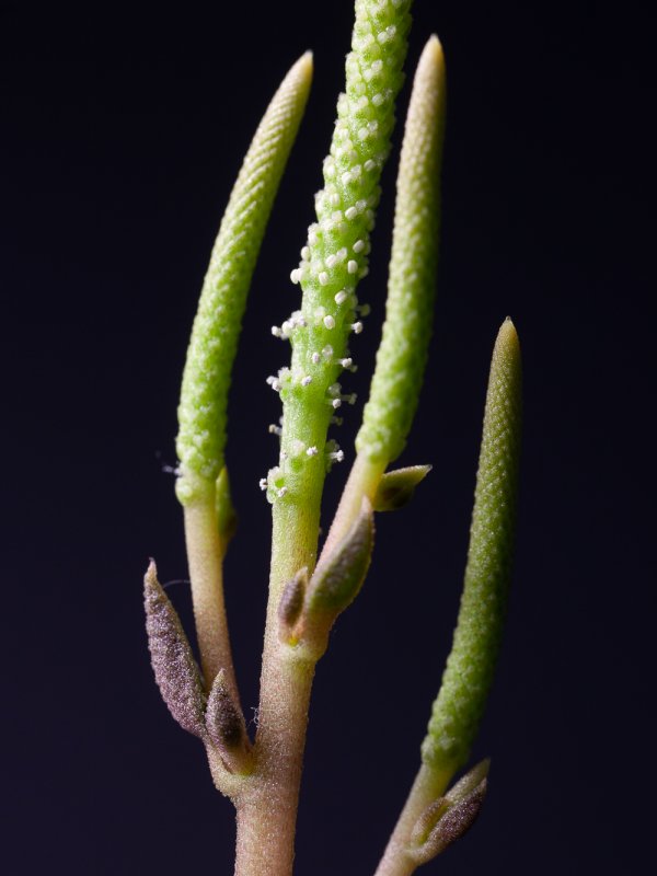 Peperomia asperula 