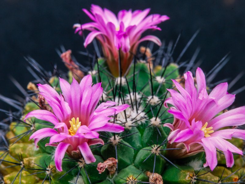 Mammillaria melanocentra 