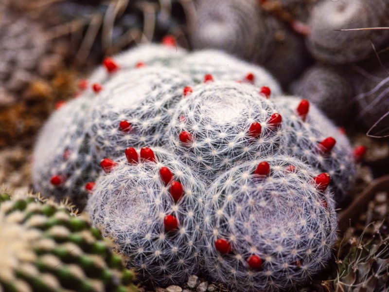 Mammillaria denudata 