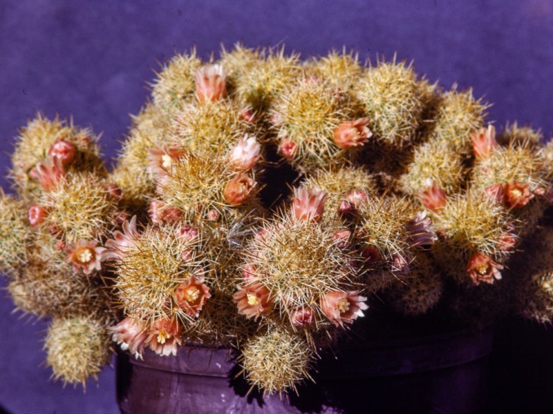 Mammillaria elongata 