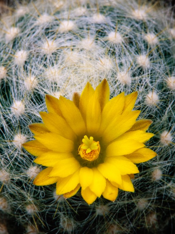 Mammillaria baumii 