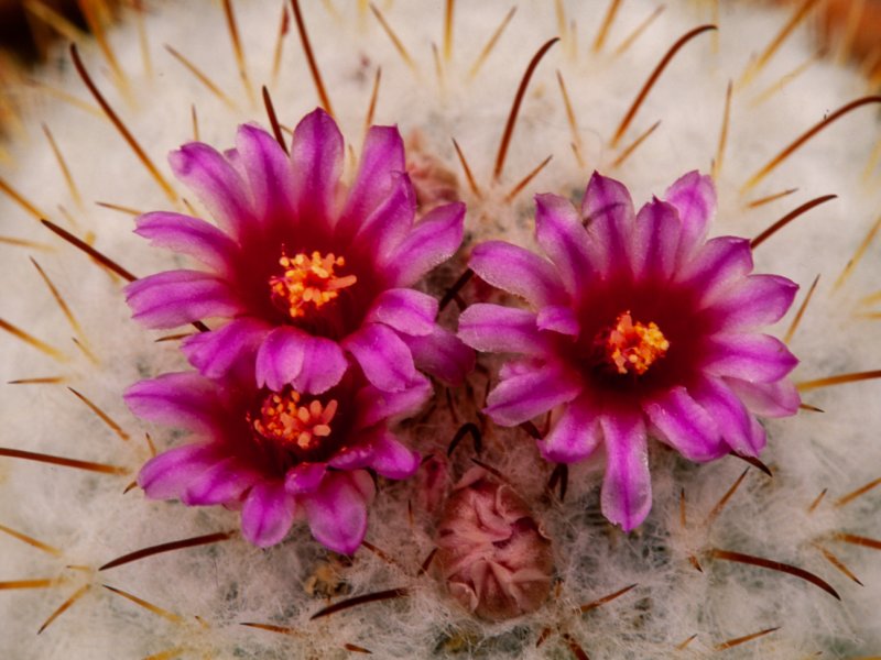 Mammillaria bombycina 