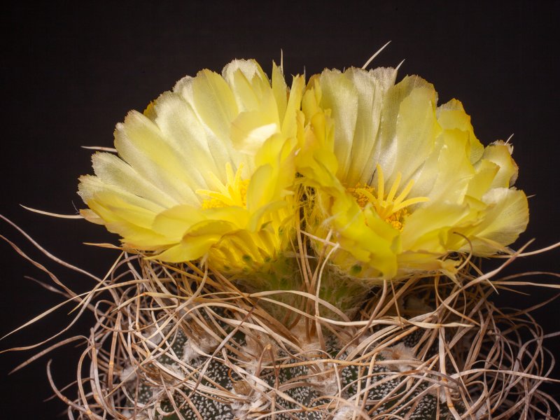 Astrophytum capricorne cv. crassispinoides 