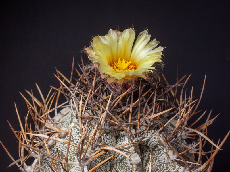 Astrophytum capricorne v. crassispinum 