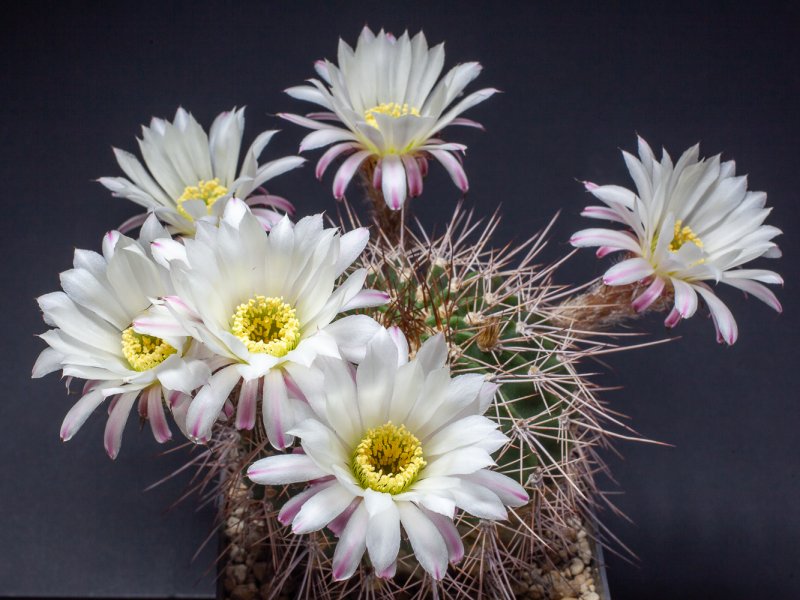 Acanthocalycium klimpelianum 
