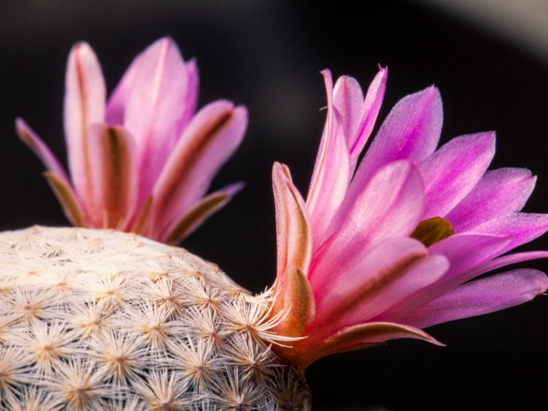 Mammillaria herrerae 