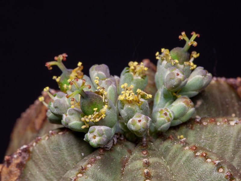 Euphorbia obesa 