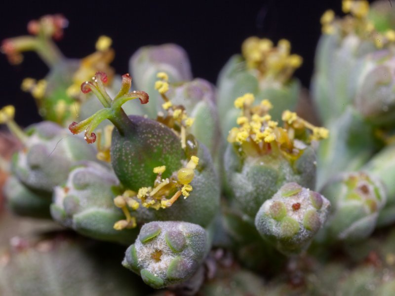 Euphorbia obesa 