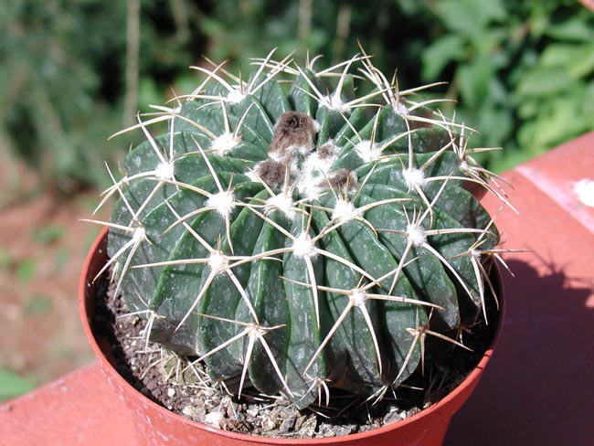 Parodia sellowii 