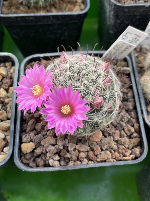 Mammillaria longiflora ssp. stampferi 