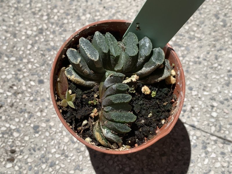 Haworthia truncata 