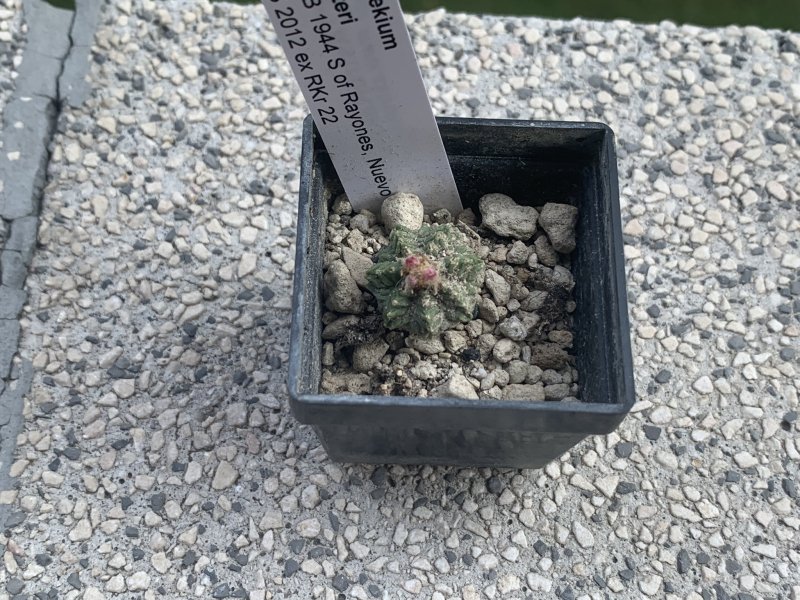 Aztekium ritteri SB1944