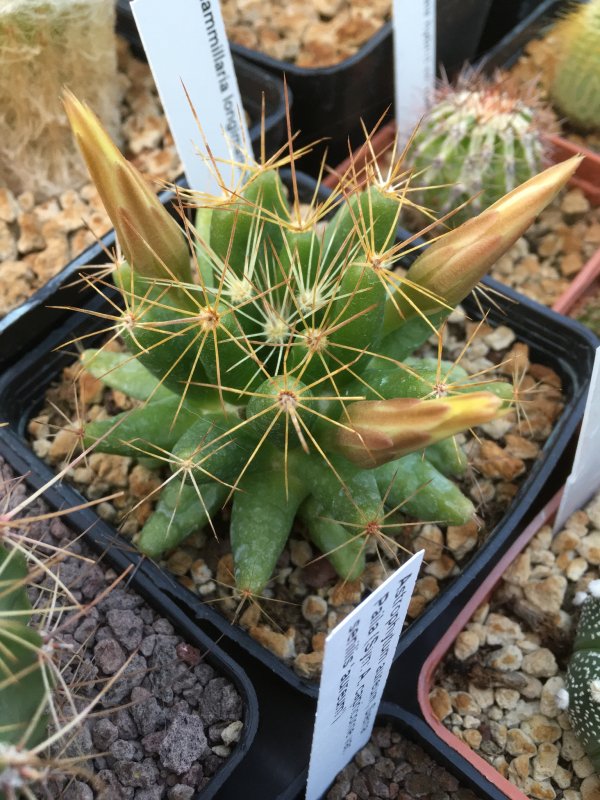 Mammillaria longimamma 