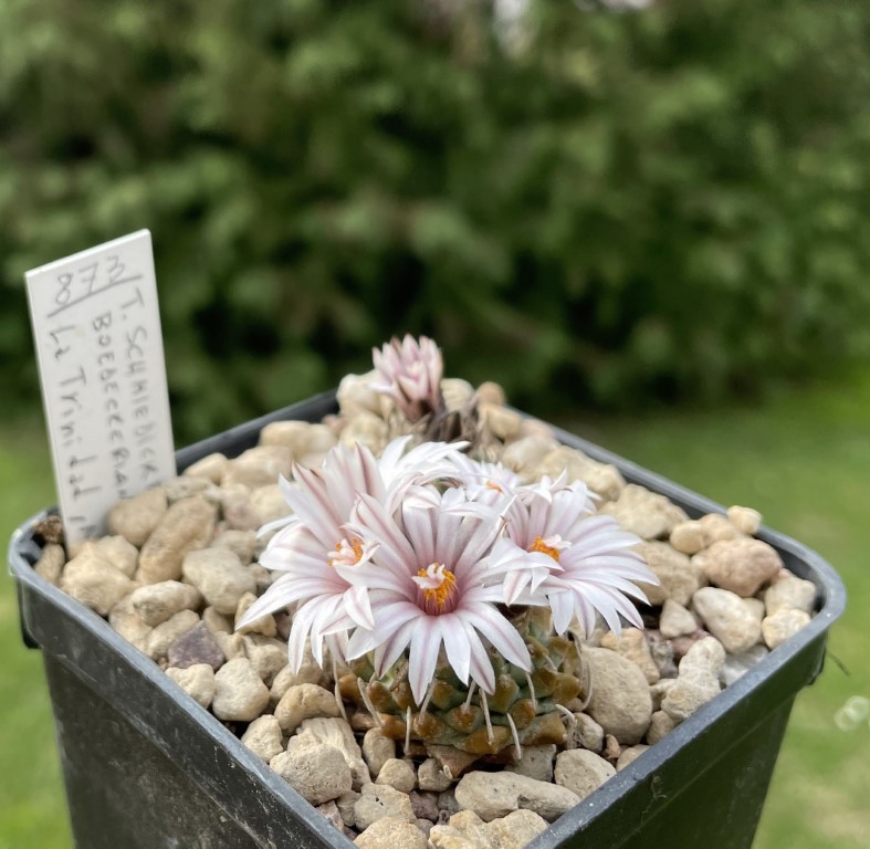 turbinicarpus boedeckerianus