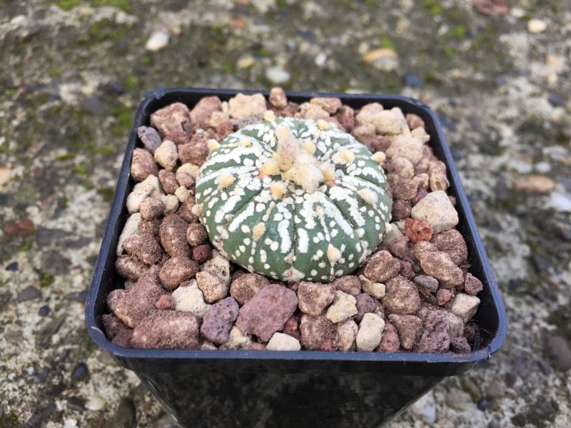 Astrophytum asterias cv. super kabuto 