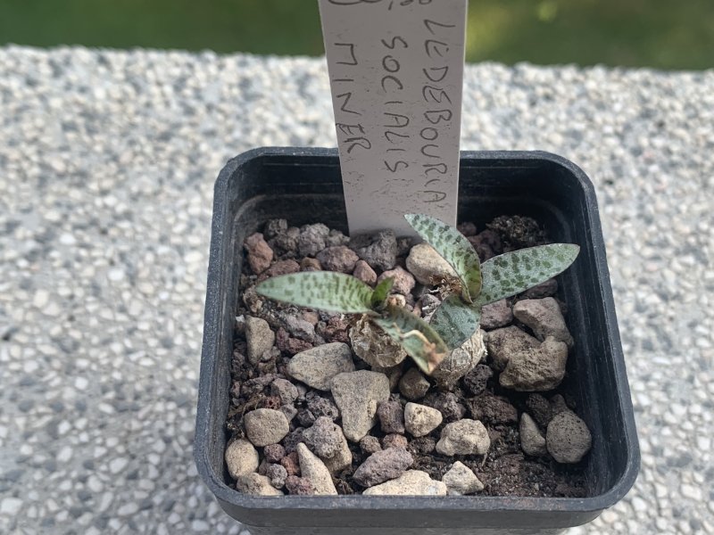 ledebouria socialis cv. miner