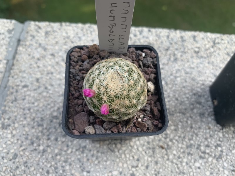 Mammillaria humboldtii 