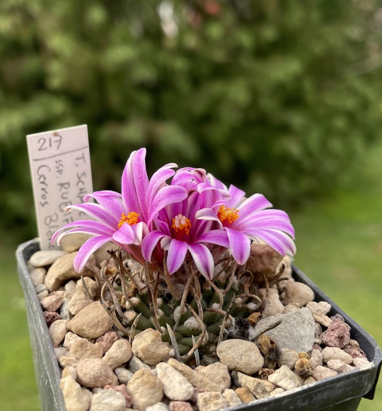 Turbinicarpus schmiedickeanus v. rubriflorus 