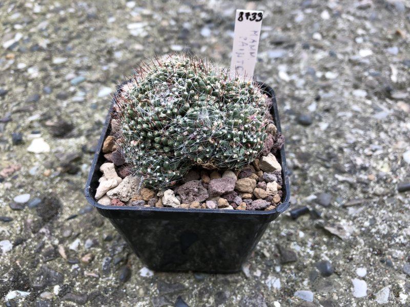 Mammillaria painteri 