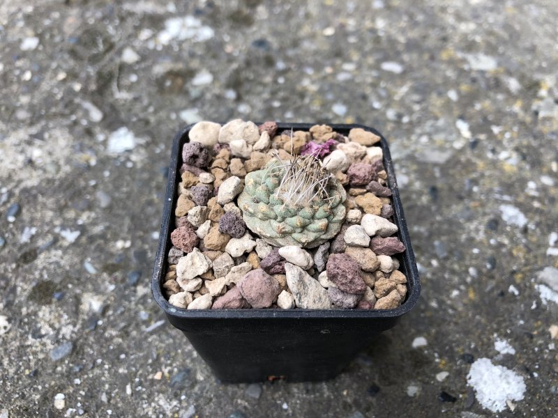 strombocactus disciformis ssp. jarmilae