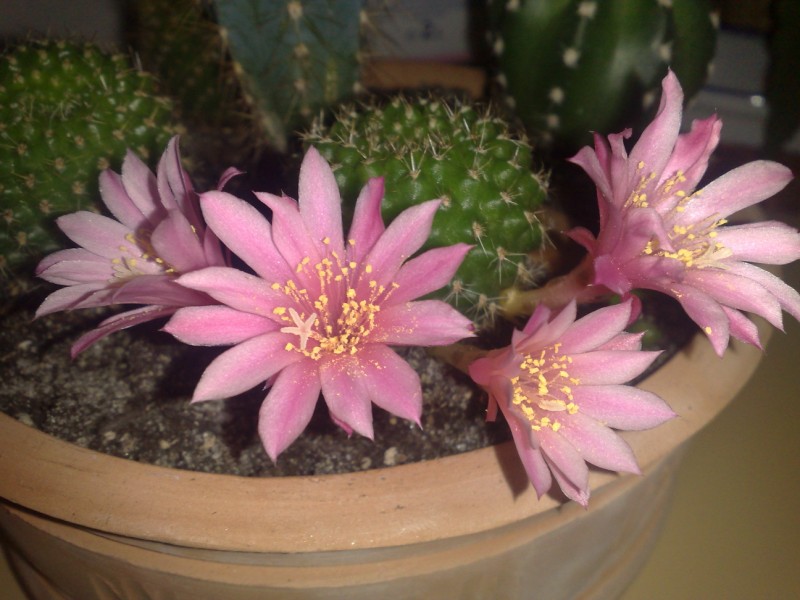 rebutia  