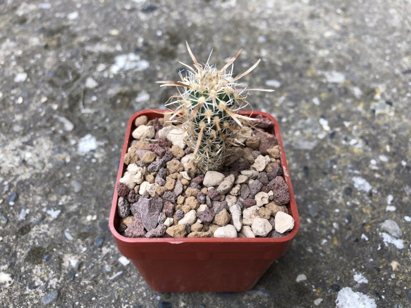 Toumeya papyracantha SB504