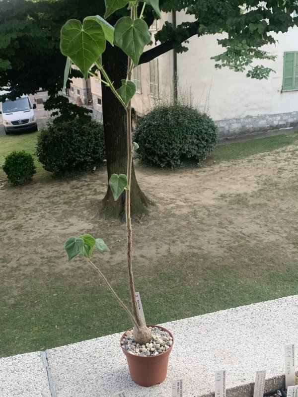 sterculia africana