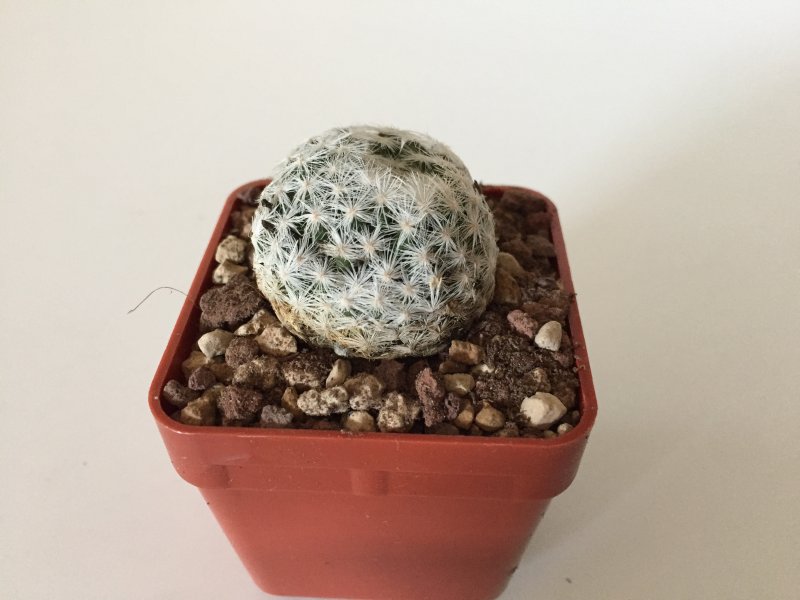 Mammillaria humboldtii 