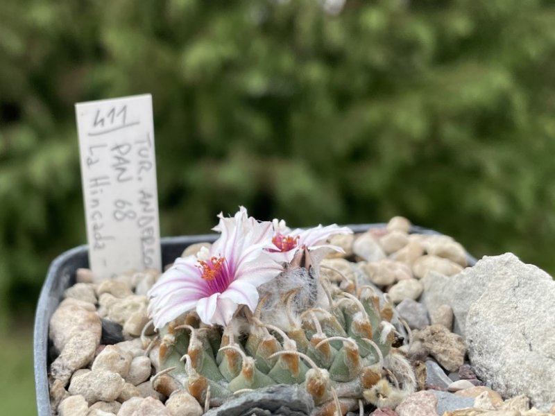 turbinicarpus andersonii