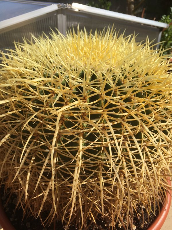 Echinocactus grusonii 