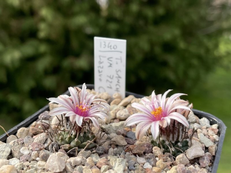 Turbinicarpus sanchez-mejorada VM 721