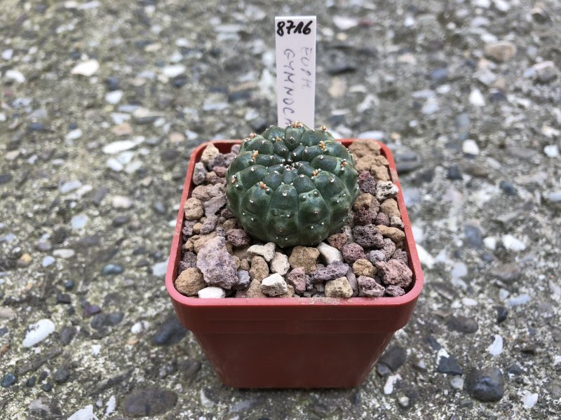 Euphorbia gymnocalycioides 