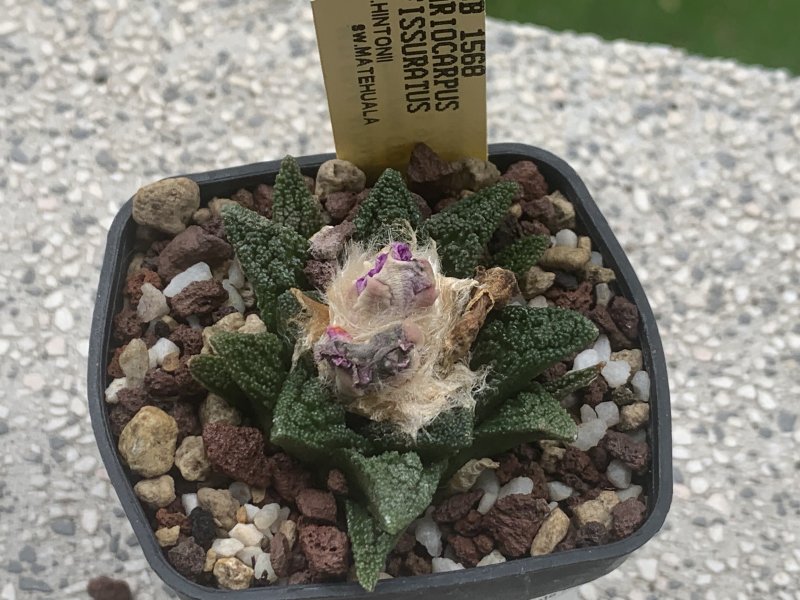 Ariocarpus fissuratus v. hintonii 