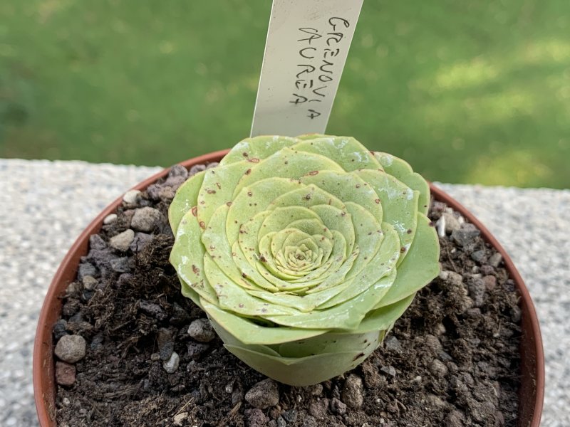 aeonium aureum