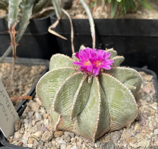 Aztekium hintonii 