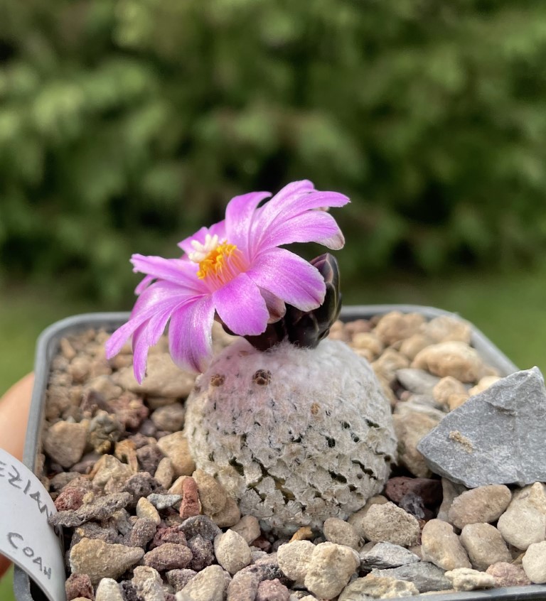 Turbinicarpus valdezianus P 267