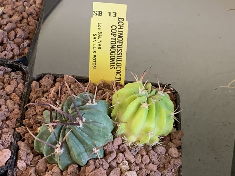 Stenocactus coptonogonus SB13