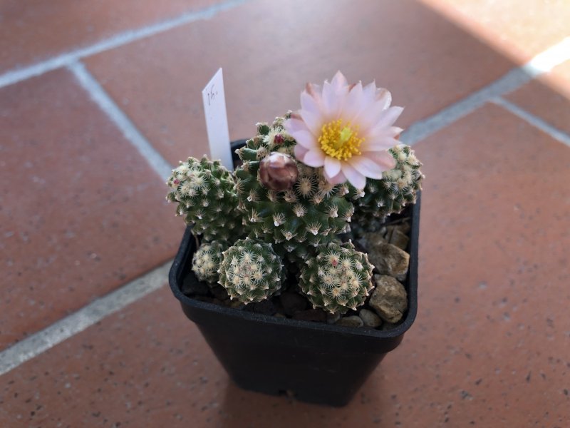 pediocactus knowltonii