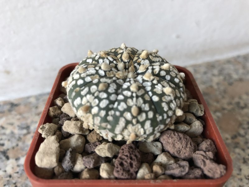 Astrophytum asterias cv. super kabuto 