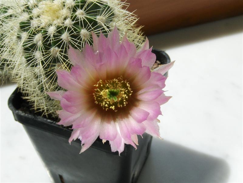 Echinocereus reichenbachii v. albispinus 