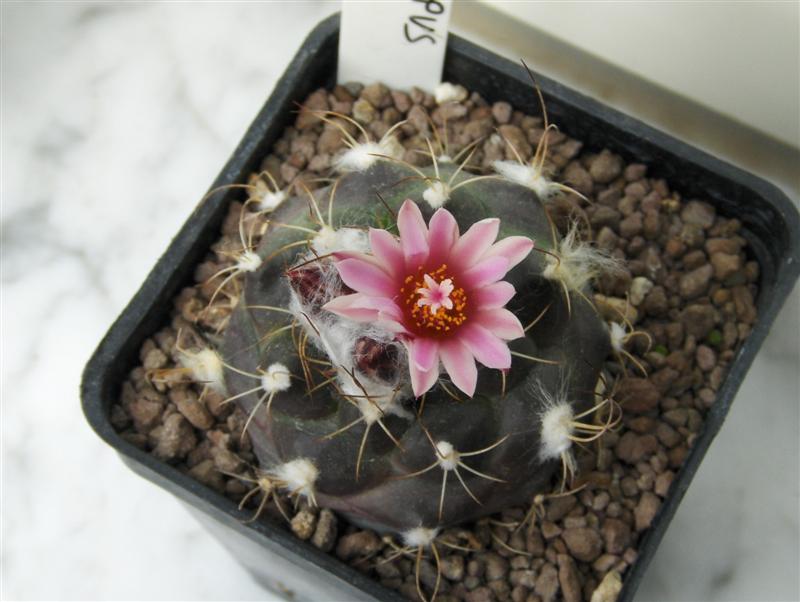 Turbinicarpus laui 