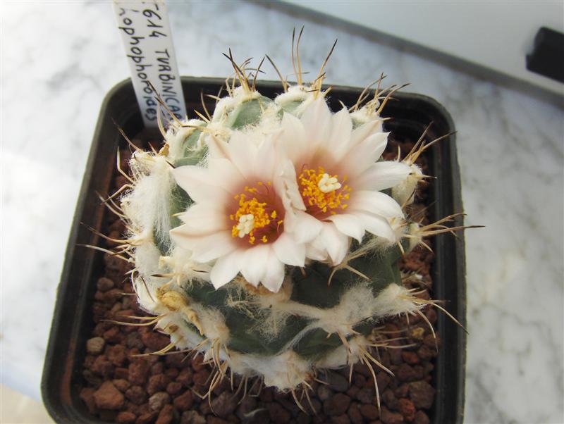 Turbinicarpus Lophophoroides 