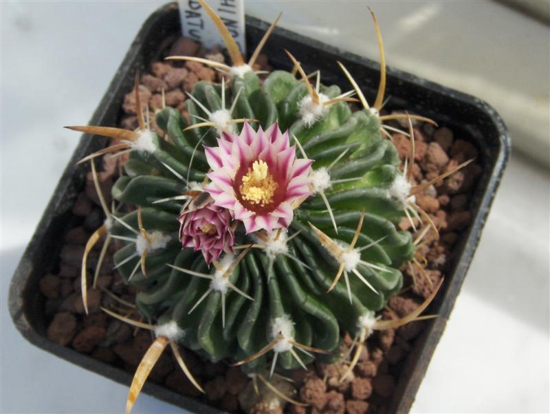 Echinofossulocactus tricuspidatus 