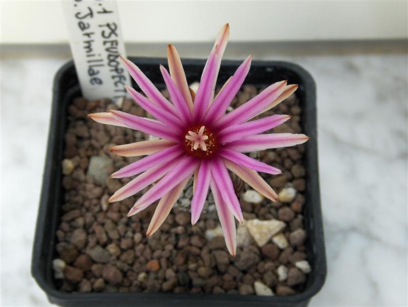 Turbinicarpus pseudopectinatus ssp. jarmilae 